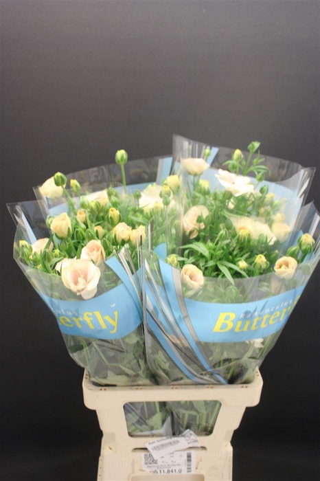 <h4>Ran Butterfly Keramos 70cm</h4>