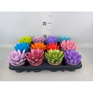 Echeveria  'Miranda'