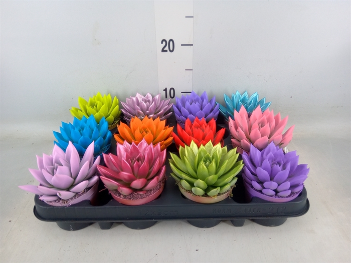 <h4>Echeveria  'Miranda'</h4>