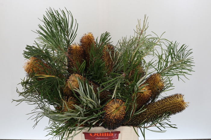 <h4>Banksia Spinulosa</h4>
