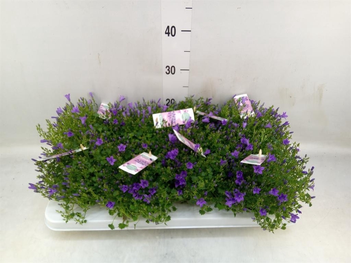 <h4>Campanula porten. 'Ambella In Prpl'</h4>
