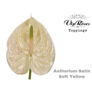Vip. Ant A Satin Soft Yellow