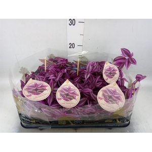 Tradescantia   ...