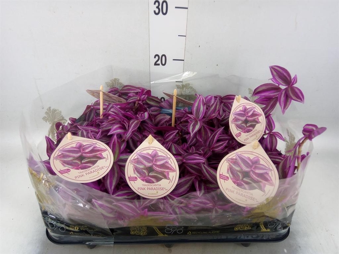 <h4>Tradescantia   ...</h4>