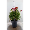 Echinacea   ...