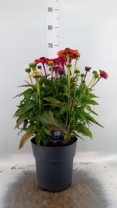Echinacea   ...