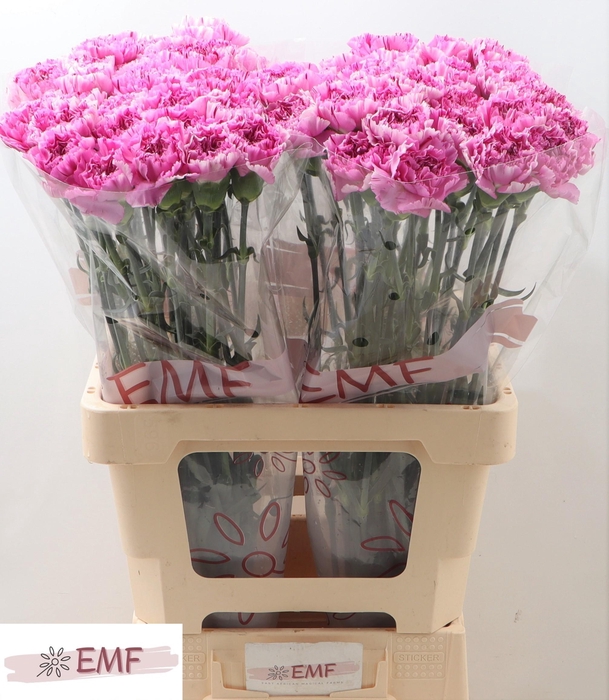 <h4>DI ST YUKARI SCURO</h4>