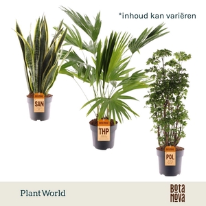 kamerplanten