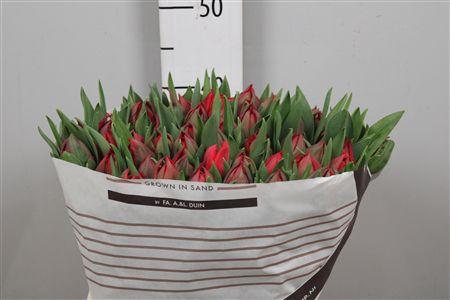 <h4>Tu Du Sartre</h4>