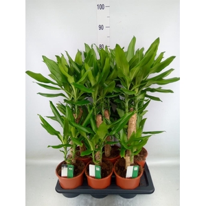 Dracaena frag. 'Steudneri'