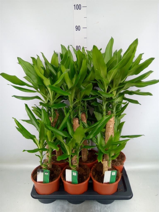 <h4>Dracaena frag. 'Steudneri'</h4>