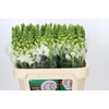 Antirrhinum Antibes White