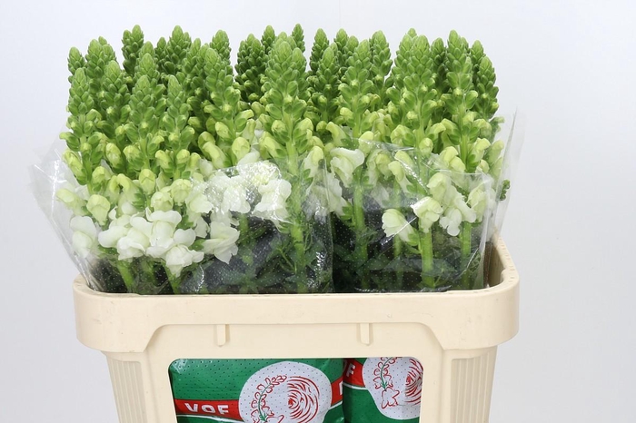 <h4>Antirrhinum Antibes White</h4>