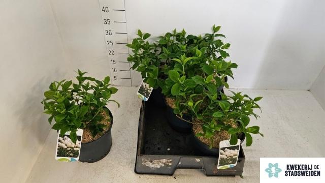 <h4>HYDR PANICULATA</h4>