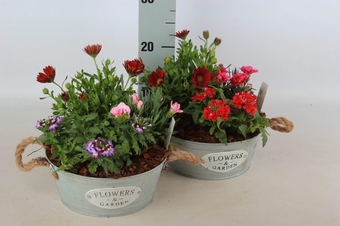 <h4>ARR TUINPLANTEN</h4>