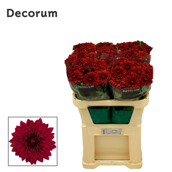 <h4>Chrysanten Chr G Monza</h4>