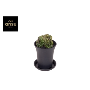 Gymno Spineless 'Crested' P7,5
