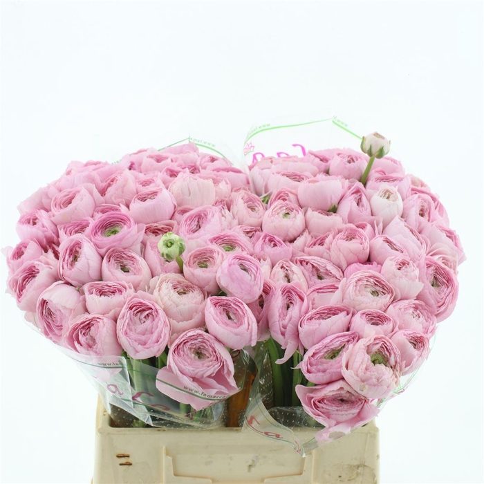 <h4>Ran Su Sr Favola</h4>