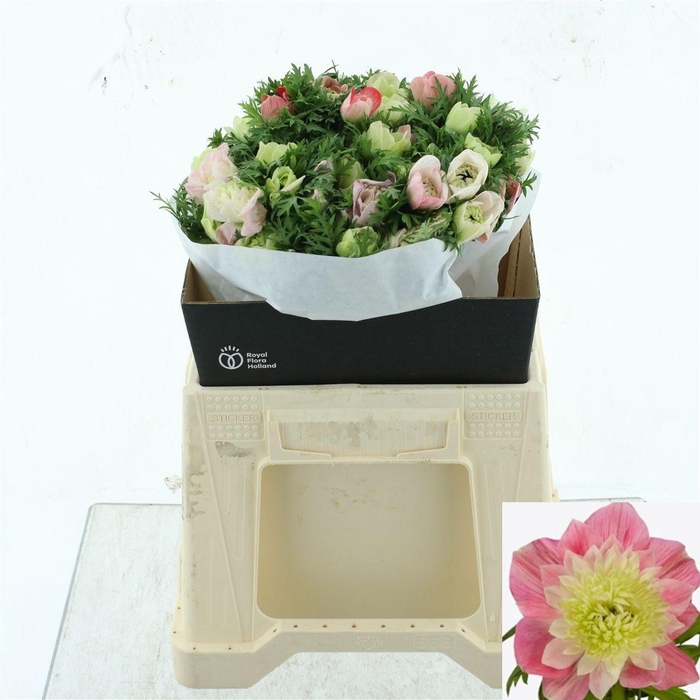 <h4>ANEM CO LEVAN ROSA</h4>