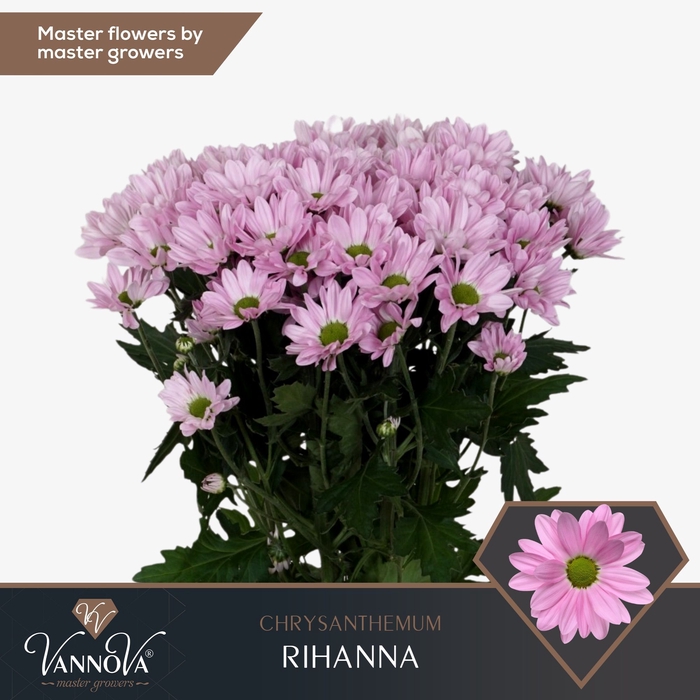 <h4>Chrysanten Chr T Rihanna</h4>