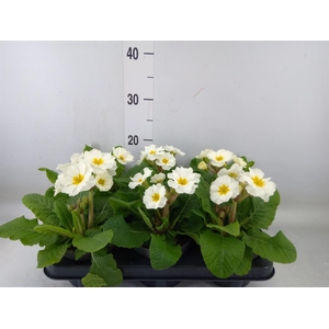 Primula elat. 'Stella Weiss'