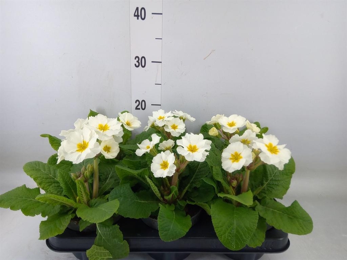 <h4>Primula elat. 'Stella Weiss'</h4>