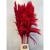 Cortaderia Red