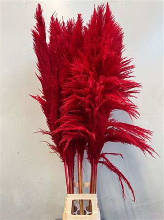 Cortaderia Red
