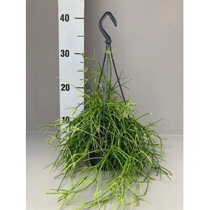 Rhipsalis cassutha oasis 14 cm