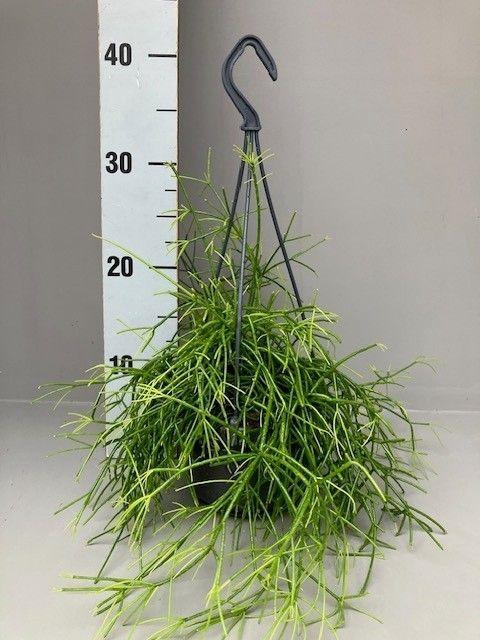 <h4>Rhipsalis cassutha oasis 14 cm</h4>
