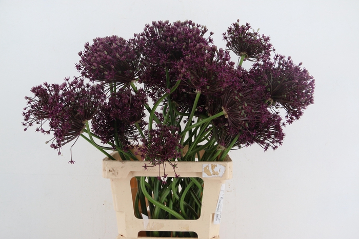 <h4>ALLIUM MIAMI ARTISTIC</h4>