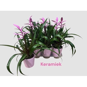 Tillandsia Andreas 12Ø 42cm