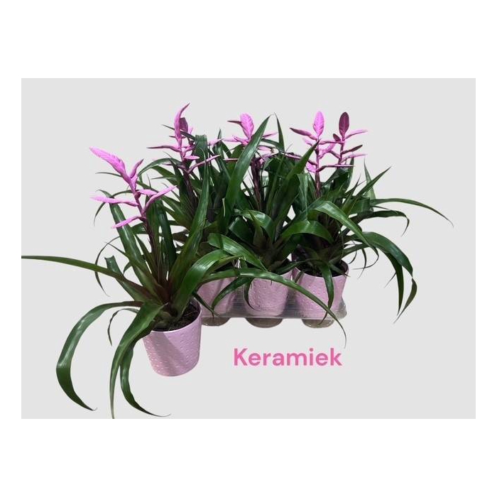 <h4>Tillandsia Andreas 12Ø 42cm</h4>