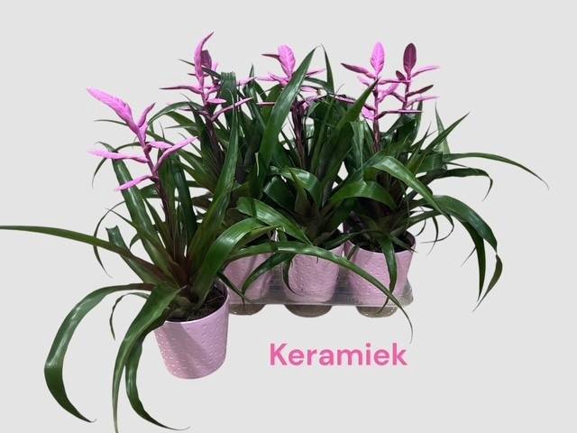 Tillandsia Andreas 12Ø 42cm