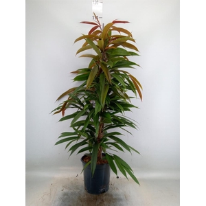 Ficus binn. 'Amstel King'