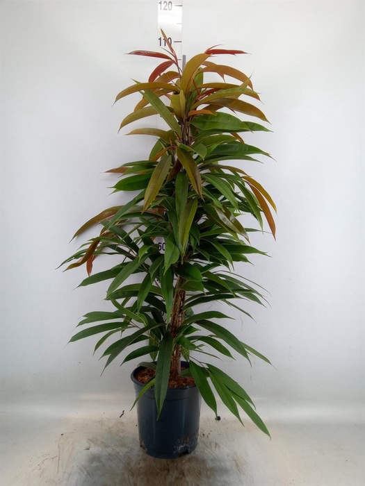 <h4>Ficus binn. 'Amstel King'</h4>