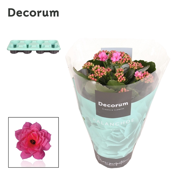 <h4>Kalanchoe Decorum - Pink</h4>