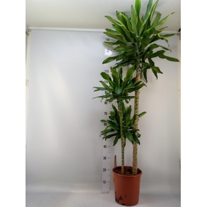Dracaena frag. 'Golden Coast'