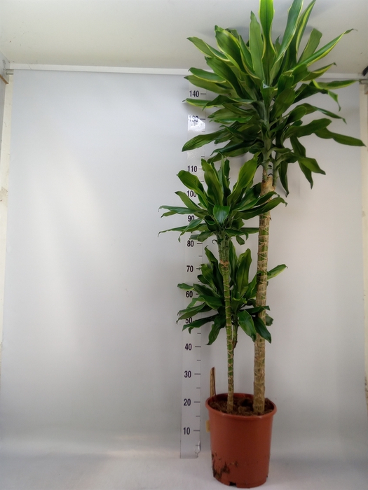 <h4>Dracaena frag. 'Golden Coast'</h4>
