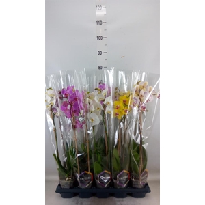 Phalaenopsis   ...mix  5