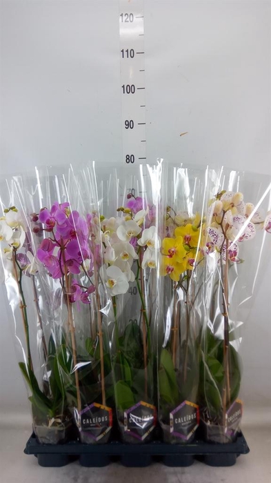 <h4>Phalaenopsis   ...mix  5</h4>