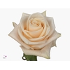 R Gr Wedding Rose