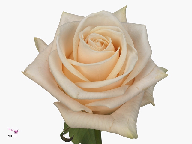 R Gr Wedding Rose
