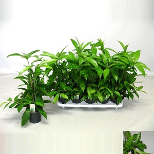 Dracaena Surculosa 12Ø 30cm 3pp