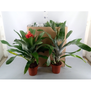 Aechmea   ...mix