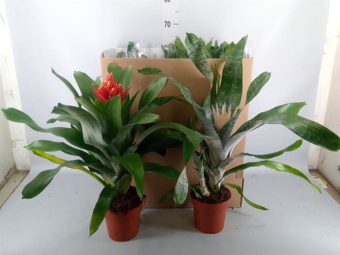 <h4>Aechmea   ...mix</h4>