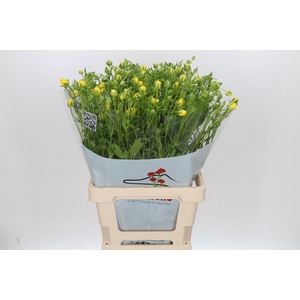 Ran Butterfly Phytalos