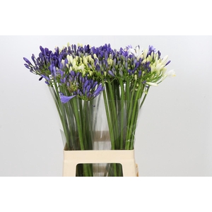 Agapanthus Mix