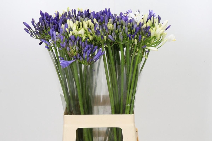<h4>Agapanthus Mix</h4>