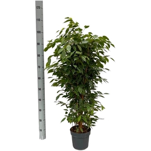 Ficus Ben. Anastasia 21Ø 80cm 1pp